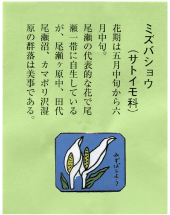 尾瀬 長蔵小屋 花の4種類のバッジ